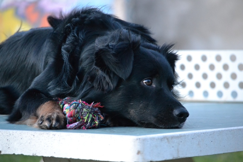 Publication : Des Allées Brumeuses Auteur : G.A.B photographe Animalier