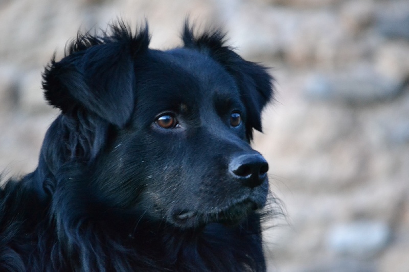 Publication : Des Allées Brumeuses Auteur : G.A.B photographe Animalier