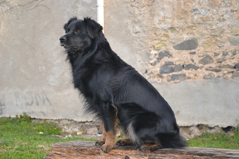 Publication : Des Allées Brumeuses Auteur : G.A.B photographe Animalier