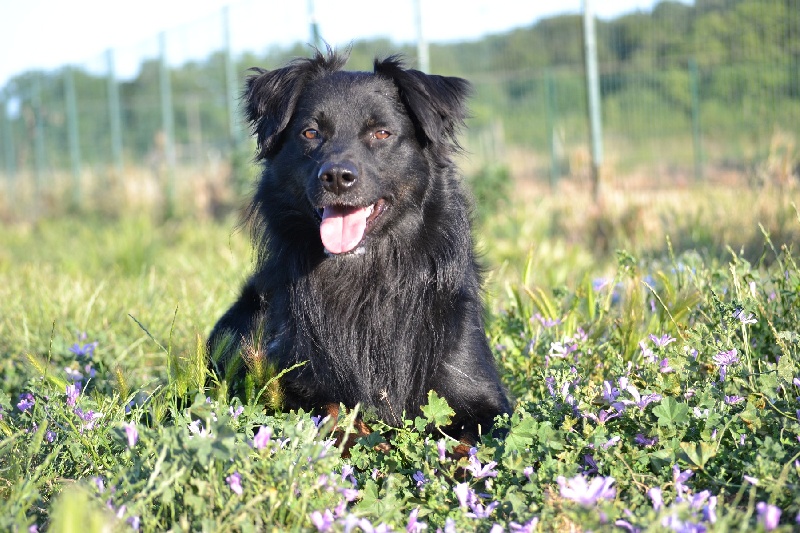 Publication : Des Allées Brumeuses Auteur : G.A.B photographe Animalier