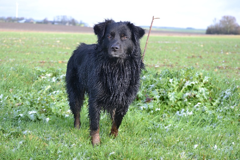 Publication : Des Allées Brumeuses Auteur : G.A.B photographe Animalier
