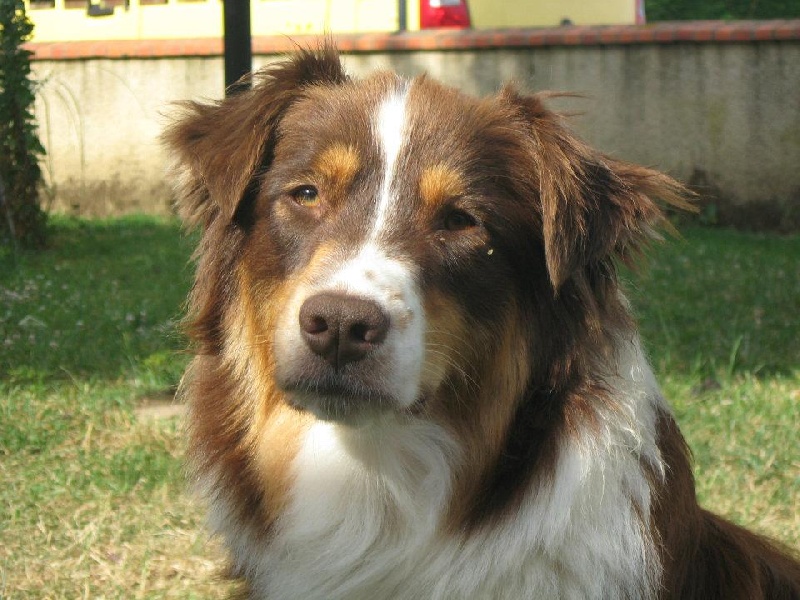 Publication : Des Allées Brumeuses Auteur : G.A.B Photographe Animalier