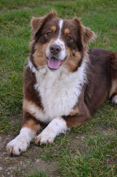 Publication : Des Allées Brumeuses Auteur : G.A.B Photographe Animalier