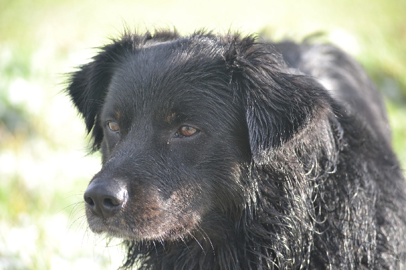 Publication : Des Allées Brumeuses Auteur : G.A.B photographe Animalier