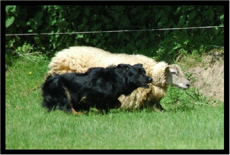 Publication : Des Allées Brumeuses Auteur : G.A.B photographe Animalier