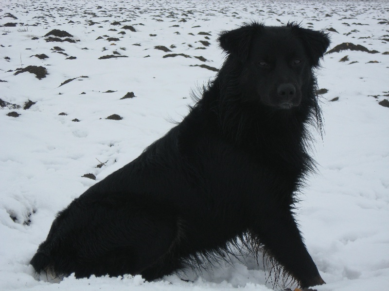 Publication : Des Allées Brumeuses Auteur : G.A.B photographe Animalier