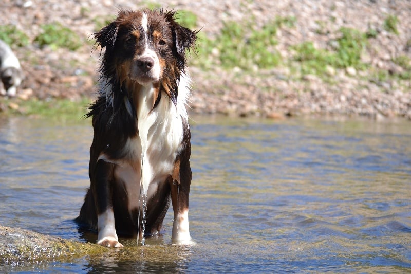 Publication : Des Allées Brumeuses Auteur : G.A.B Photographe Animalier