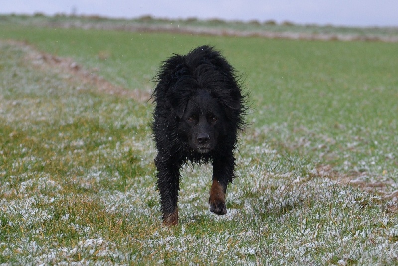 Publication : Des Allées Brumeuses Auteur : G.A.B photographe Animalier