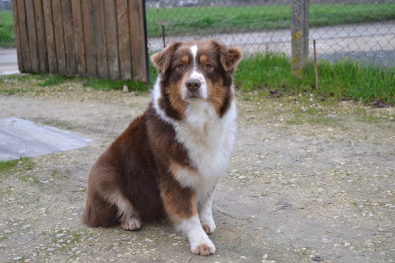 Publication : Des Allées Brumeuses Auteur : G.A.B Photographe Animalier