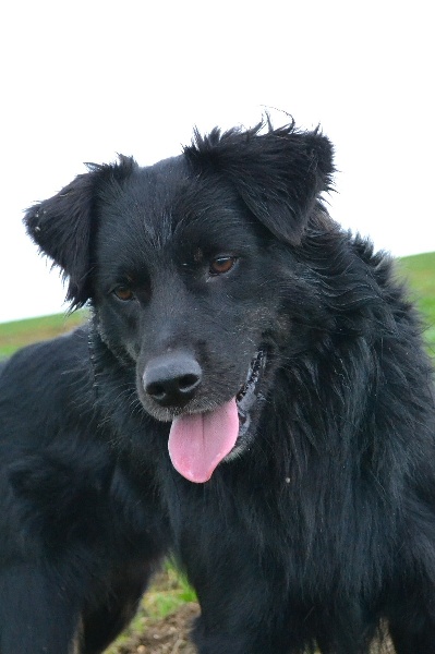 Publication : Des Allées Brumeuses Auteur : G.A.B photographe Animalier