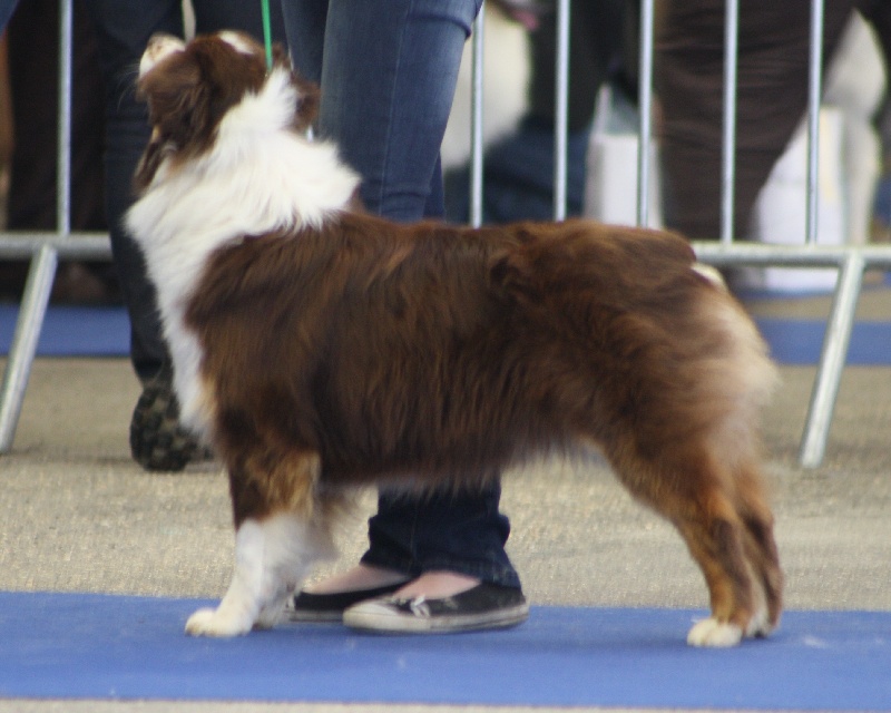 Publication : Des Allées Brumeuses Auteur : G.A.B Photographe Animalier