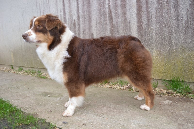 Publication : Des Allées Brumeuses Auteur : G.A.B Photographe Animalier