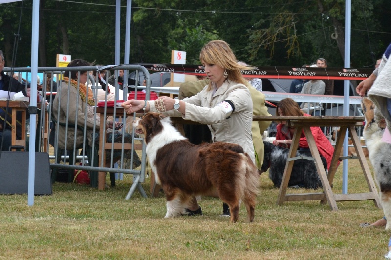 Guilys de la chaumière d' hénélia - 1er Exc classe Ouverte femelle et RCACS
