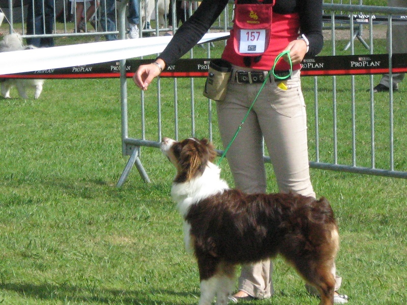 Guilys de la chaumière d' hénélia - Très prometteur