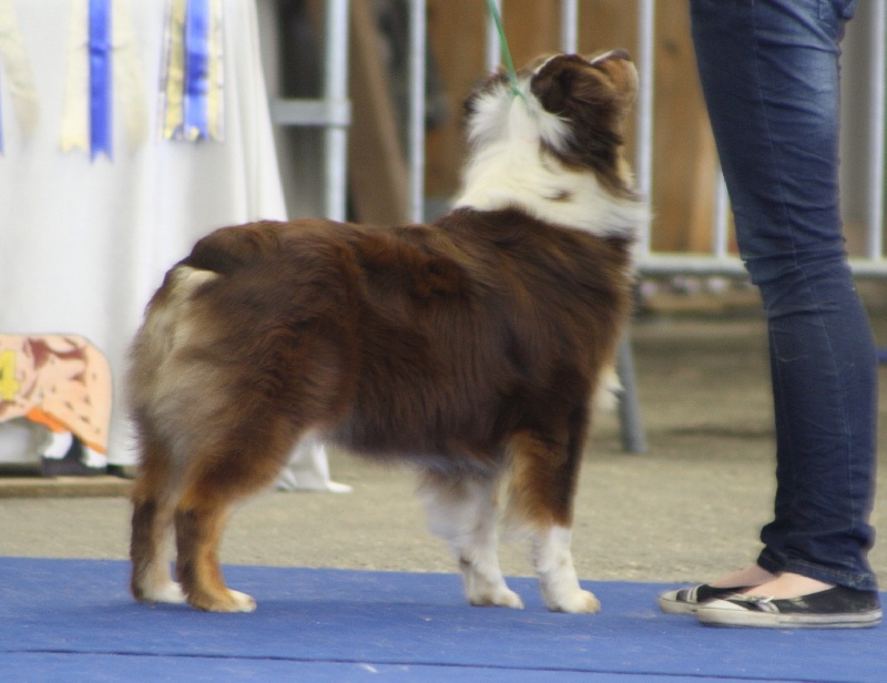 Guilys de la chaumière d' hénélia - Très bon