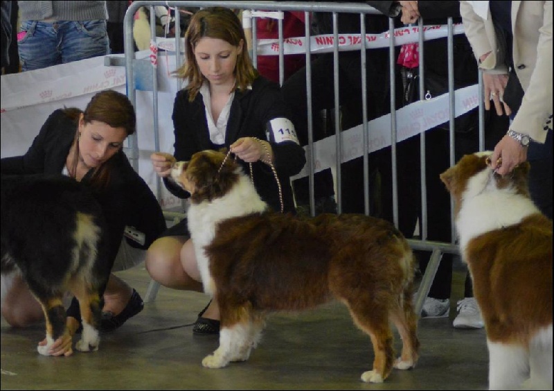 Guilys de la chaumière d' hénélia - Excellent non classé