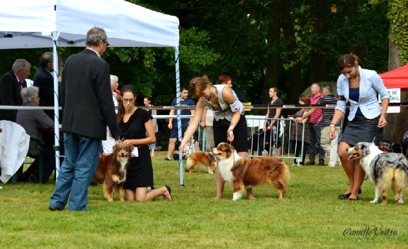 Guilys de la chaumière d' hénélia - Excellent NC