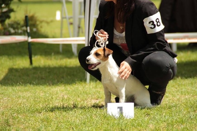 Terra Dumbis Hâpy - 1er excellent