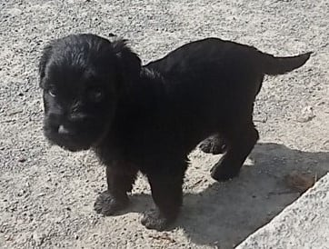 Des Bergers Du Desert