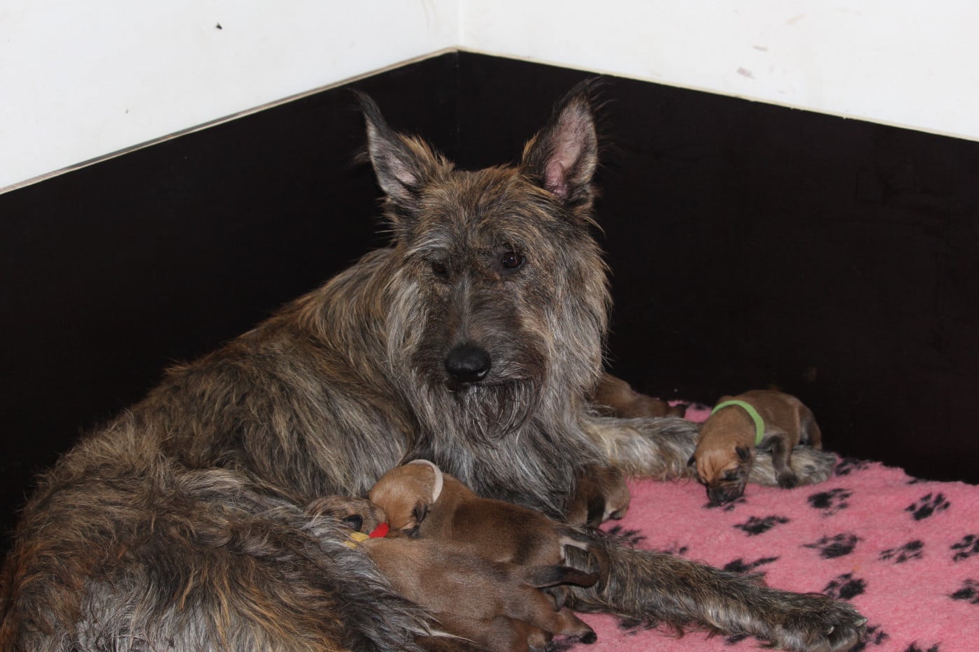 Chiot N°6 - Berger de Picardie