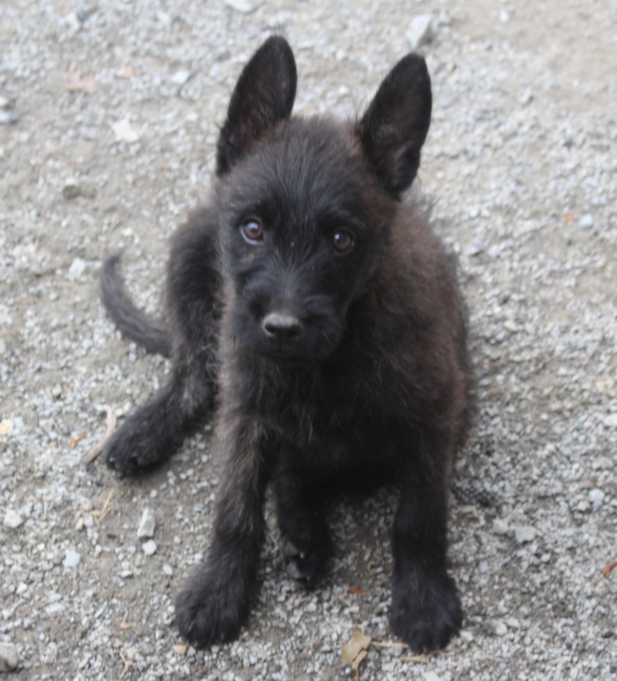 Bouvier des Ardennes - Des Bergers Du Desert