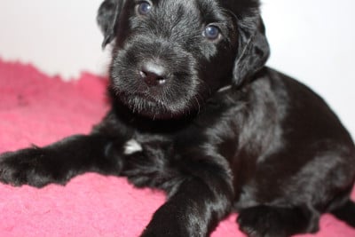 Les chiots de Berger de Brie