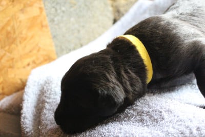 Les chiots de Berger de Brie