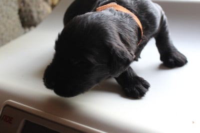 Les chiots de Berger de Brie