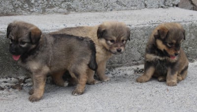 Les chiots de Berger des Pyrenees à poil long
