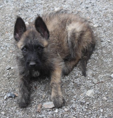 Les chiots de Bouvier des Ardennes