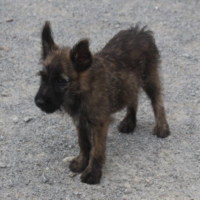 Les chiots de Bouvier des Ardennes
