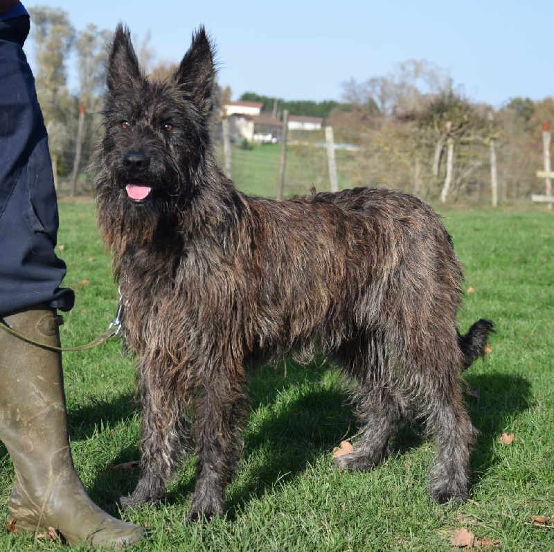 Chien Elevage Des Bergers Du Desert eleveur de chiens Berger de