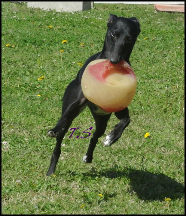 Publication : De La Truffe Sacrée