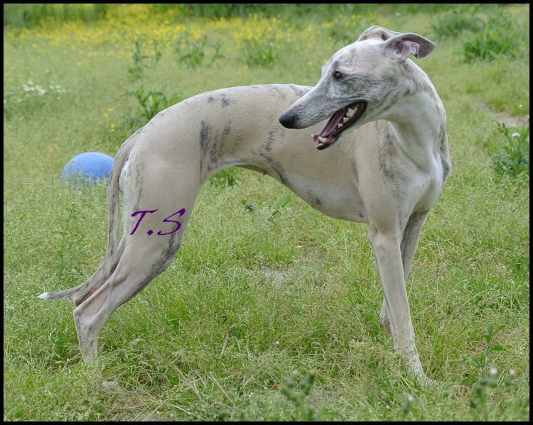 Publication : Horsewip Gold