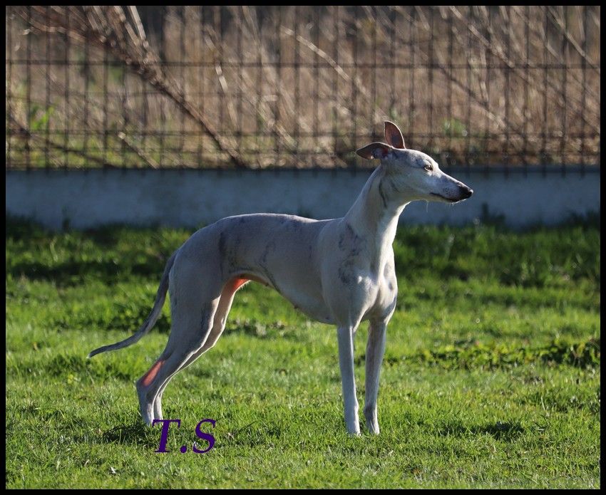 Publication : Horsewip Gold