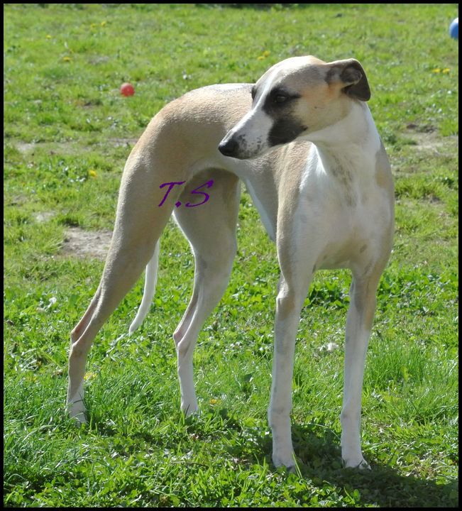 Publication : De La Douce Kerkyra