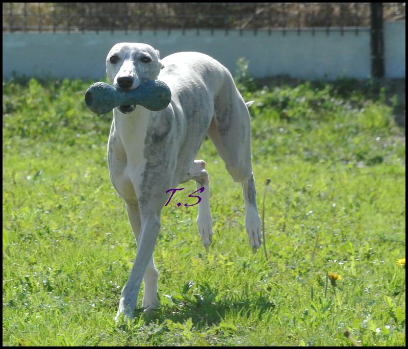 Publication : Horsewip Gold