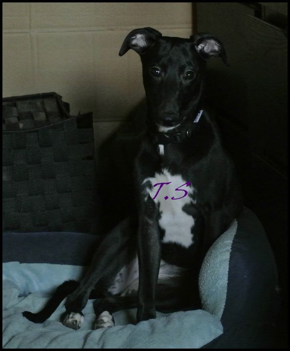 Publication : De La Truffe Sacrée