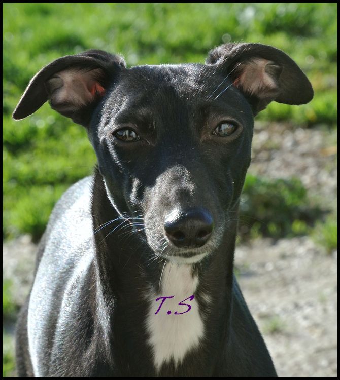 Publication : De La Truffe Sacrée