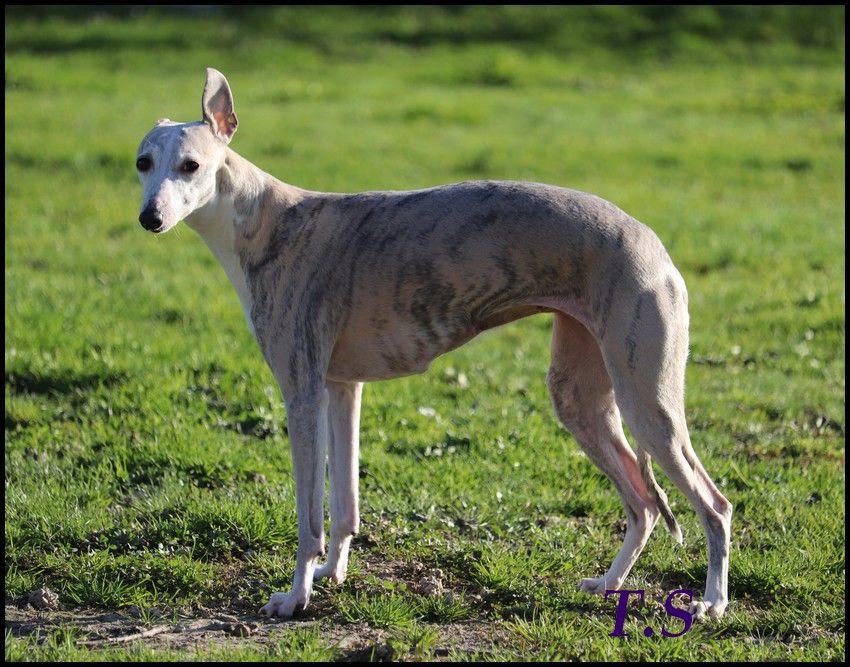 Publication : Horsewip Gold