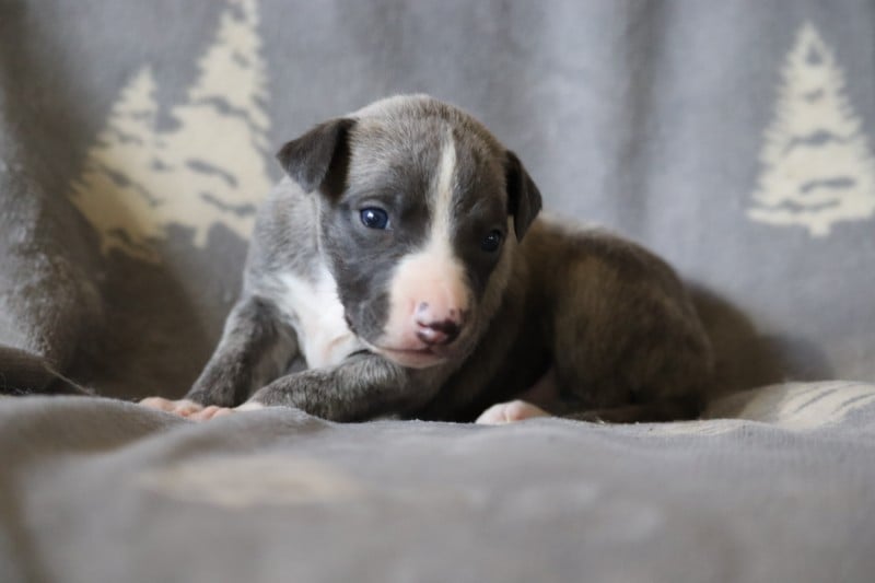 Whippet - De La Truffe Sacrée