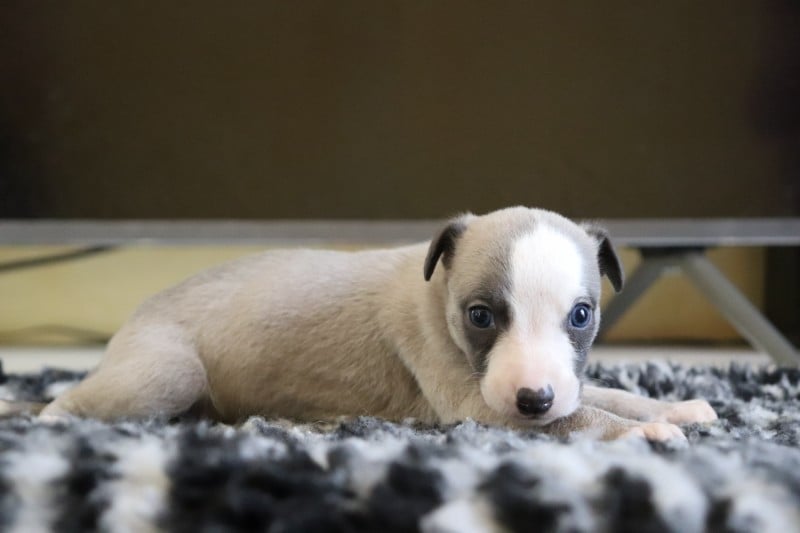 Whippet - De La Truffe Sacrée