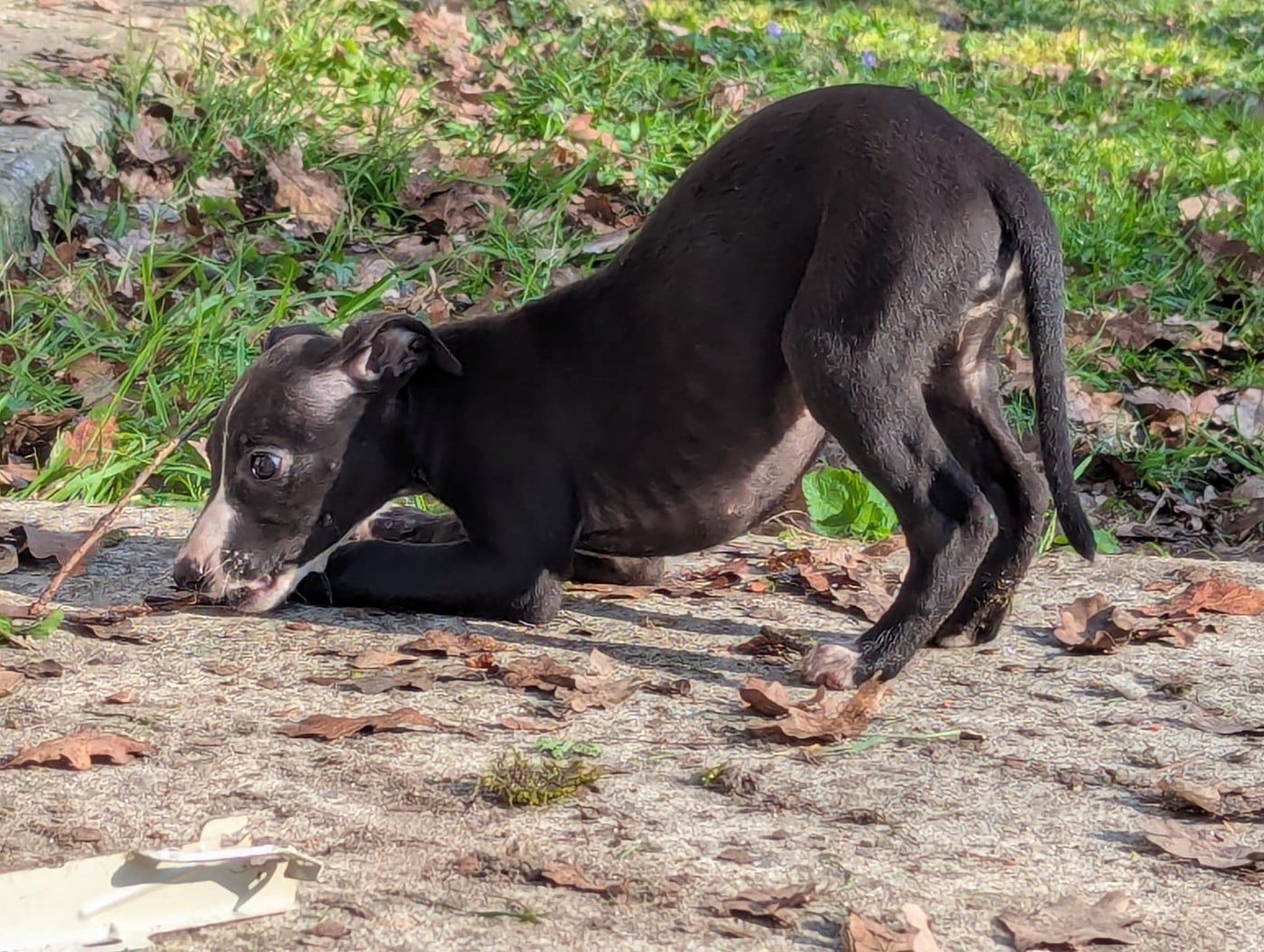 Whippet - De La Truffe Sacrée
