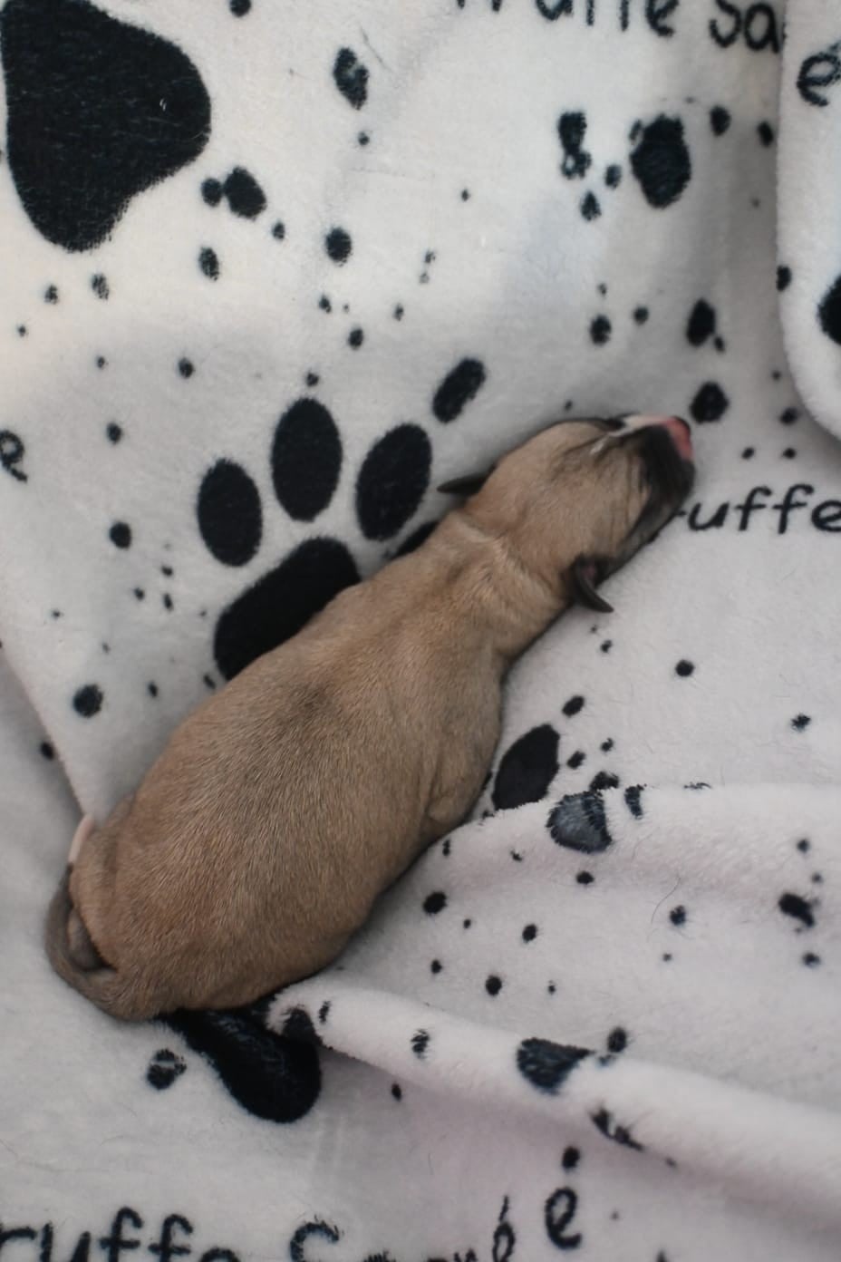 Whippet - De La Truffe Sacrée