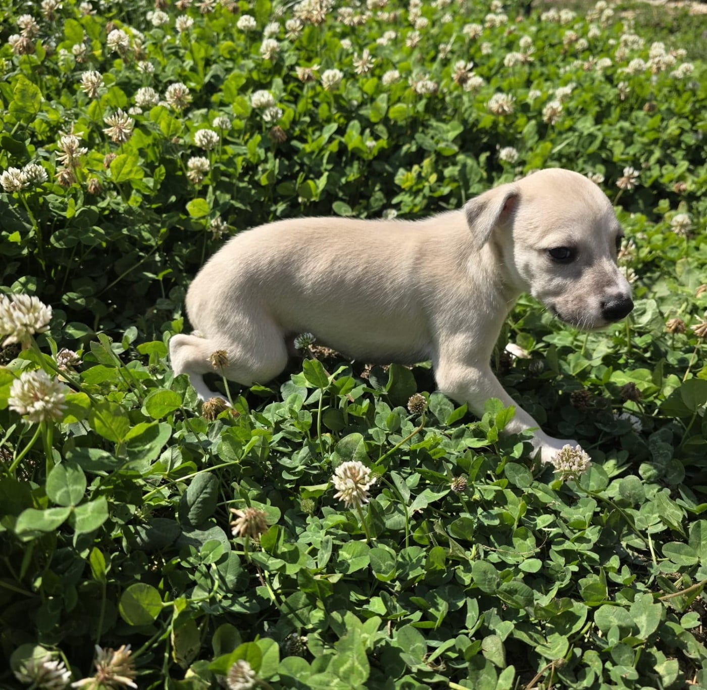 Whippet - De La Truffe Sacrée