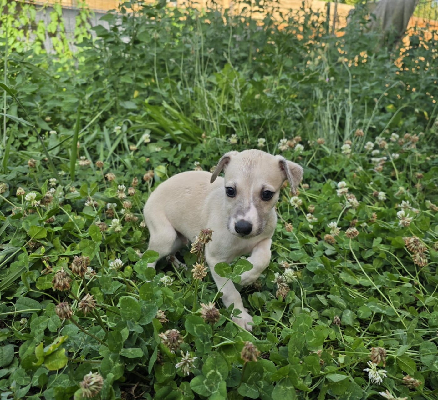 Whippet - De La Truffe Sacrée