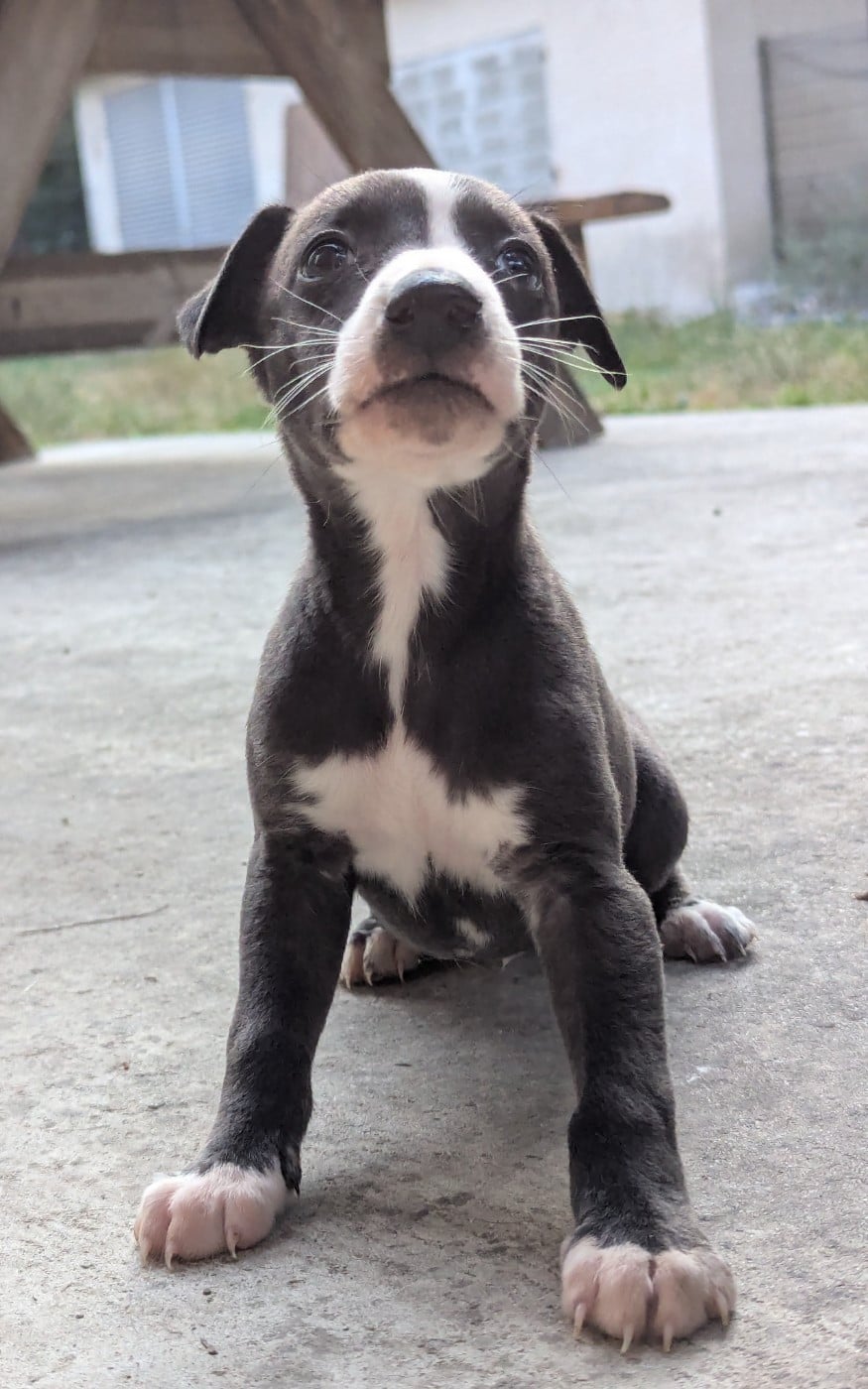 Biscuit Oreo