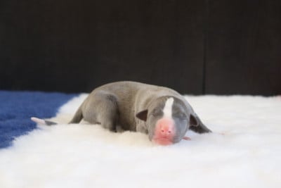 Les chiots de Whippet