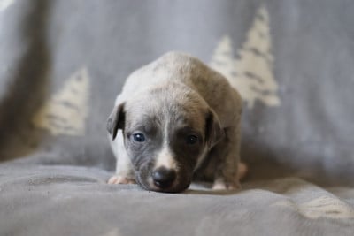 Les chiots de Whippet