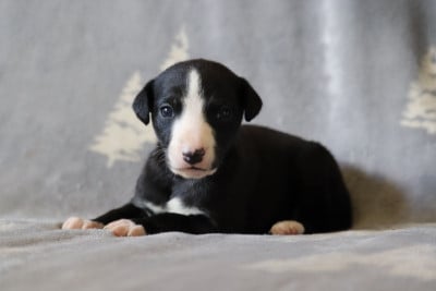 Les chiots de Whippet
